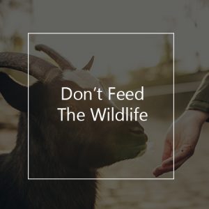 things not to do when you travel - don't feed the wildlife